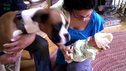 Cute Cats and Dogs Meeting Babies Compilation 2016
