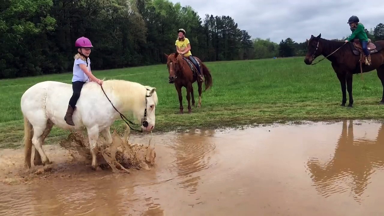 Un poney joue dans une flaque d'eau