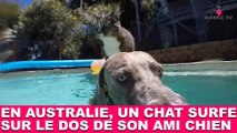 En Australie, un chat surfe sur le dos de son ami chien ! À voir dans la minute chat #188