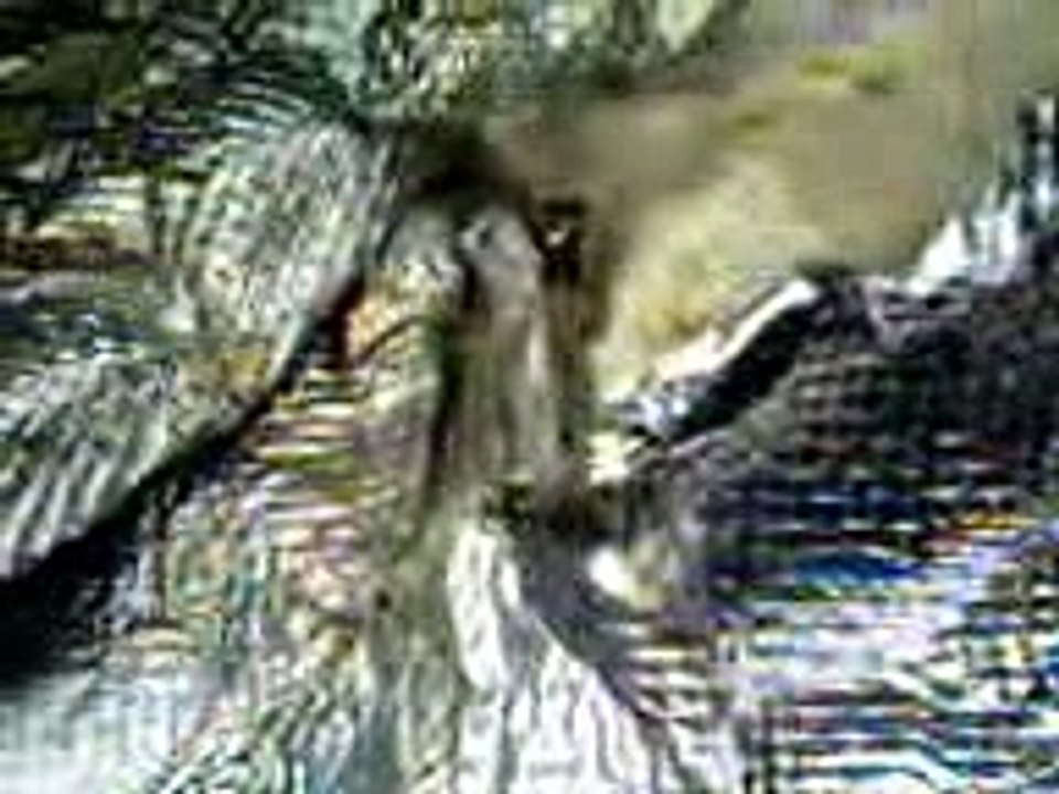 Esd Kamis 4 11 2010 jatuhnya komponen pesawat qantas airline di batam 1