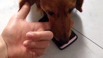 携帯を守る犬(ダックス:ゴールド)