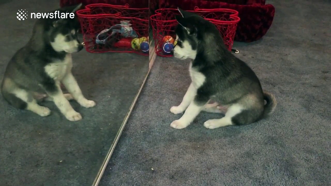 Puppy confused by ‘other puppy’ in mirror