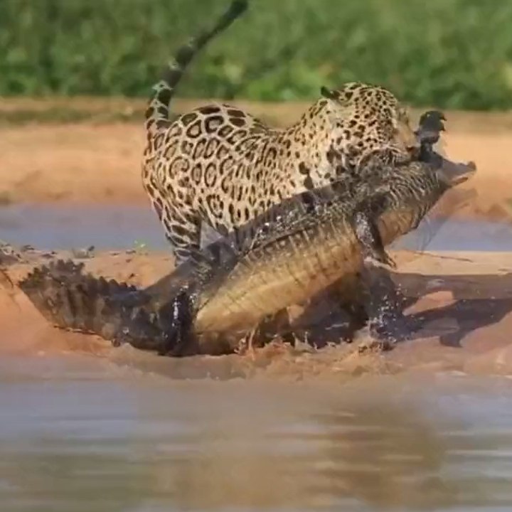 Combat between a jaguar and a crocodile
