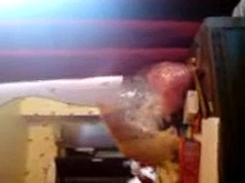 Little dwarf kitten licking little dwarf kittens bum