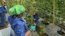 Première récolte pour la plus grande plantation de cannabis d'Amérique du Sud