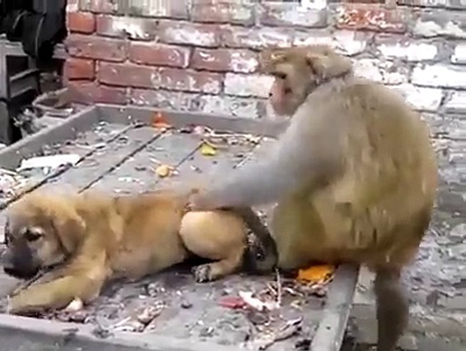 mankey and dog fuunt video