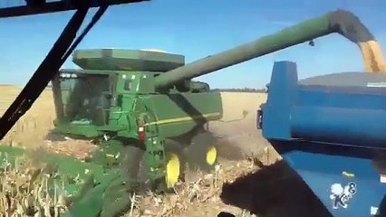 Corn harvest