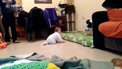 Dog completely baffled by human baby