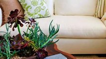 Bowl Of Succulents Condo-Friendly Plants