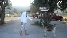 Homme_qui_parle_aux_chevres