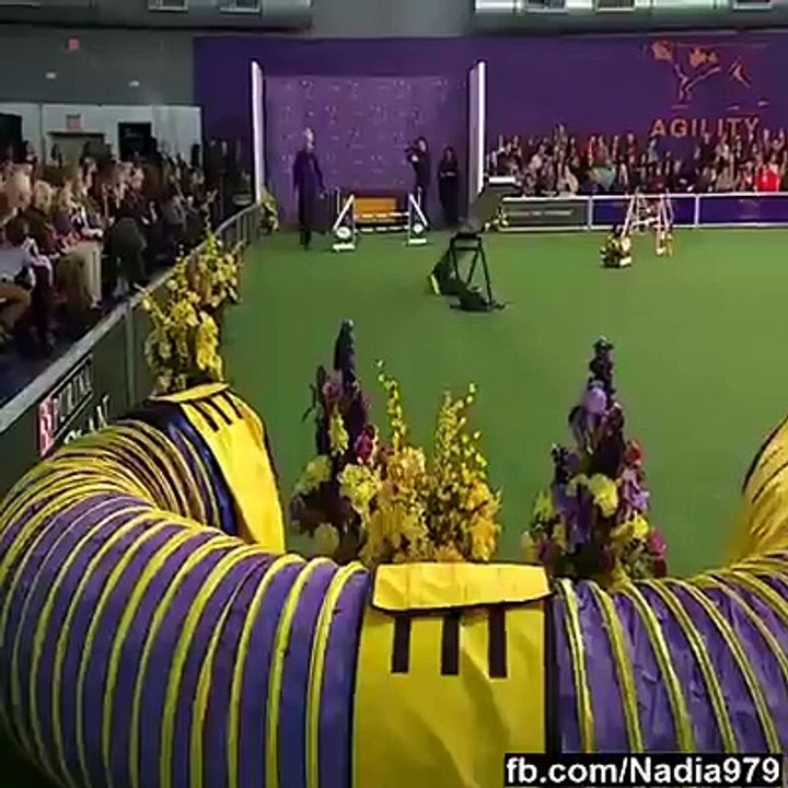 World fastest dog ever