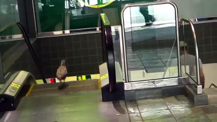 A cute confused bird going the wrong way on an escalator