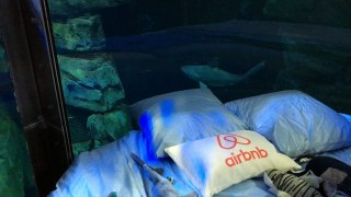Chambre Airbnb immergée au milieu de 35 requins