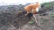 Ce chien creuse la terre... avec sa tête!! Il a rien compris lol