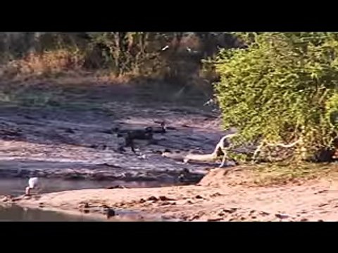 -animalsfunnyvideo فيديو رهيب اشرس قتال بين الحيوانات