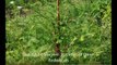 Dawn Redwood Seedlings and Large Trees Available