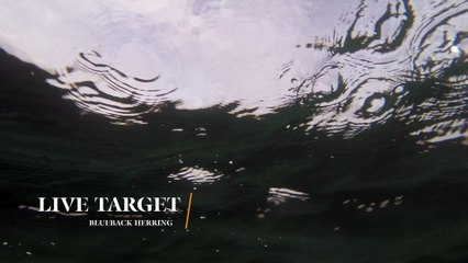 How Lures Swim: Live Target Blueback Herring