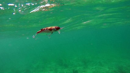 How Lures Swim: Live Target Mullet