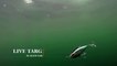 How Lures Swim: Live Target Scaled Sardine