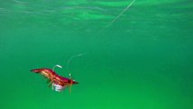 How Lures Swim: Live Target Shrimp