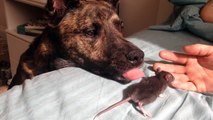 Dog sees a rat on his owner’s bed. When he opens his mouth…I can hardly stand it!