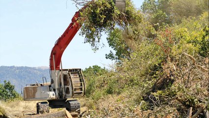 Beenes Stump Removal - (423) 903-6506