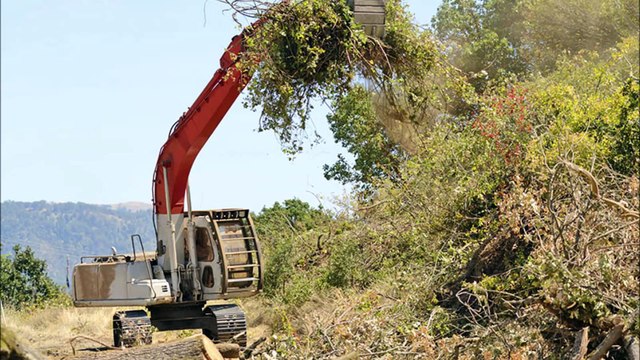 Beenes Stump Removal - (423) 903-6506
