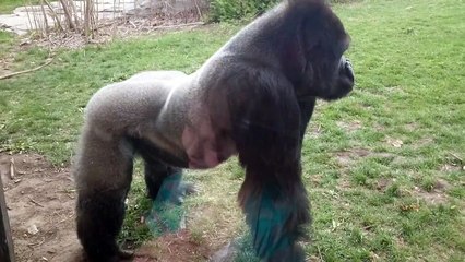 L'Attaque d'un Gorille à Dos Argenté