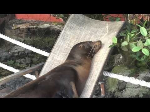 Lazy Sea Lions Flop Onto Lawn Chairs for a Nap