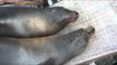 Sea Lions Cuddle Up on Lawn Chair for a Snooze