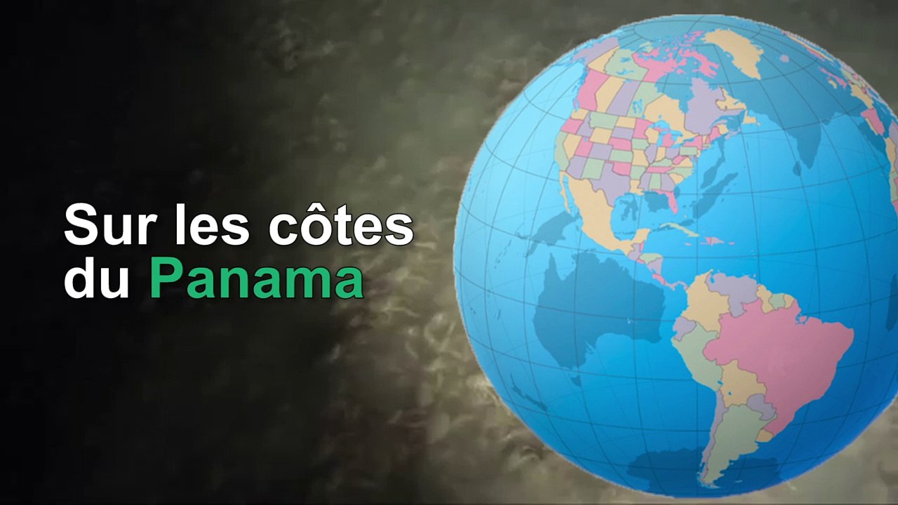 Des milliers de crabes recouvrent les fonds marins près du Panama