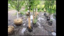 JK    Pear Trees    Bucks County Pa Grower