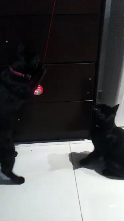 cats