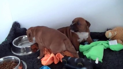 42ème vidéo 2ème essai pour le chiot n° 3 de la 24ème portée de STAFFORDLAND