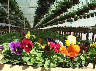 Uspešni povrtari iz Valakonja, 13. april 2016. (RTV Bor)