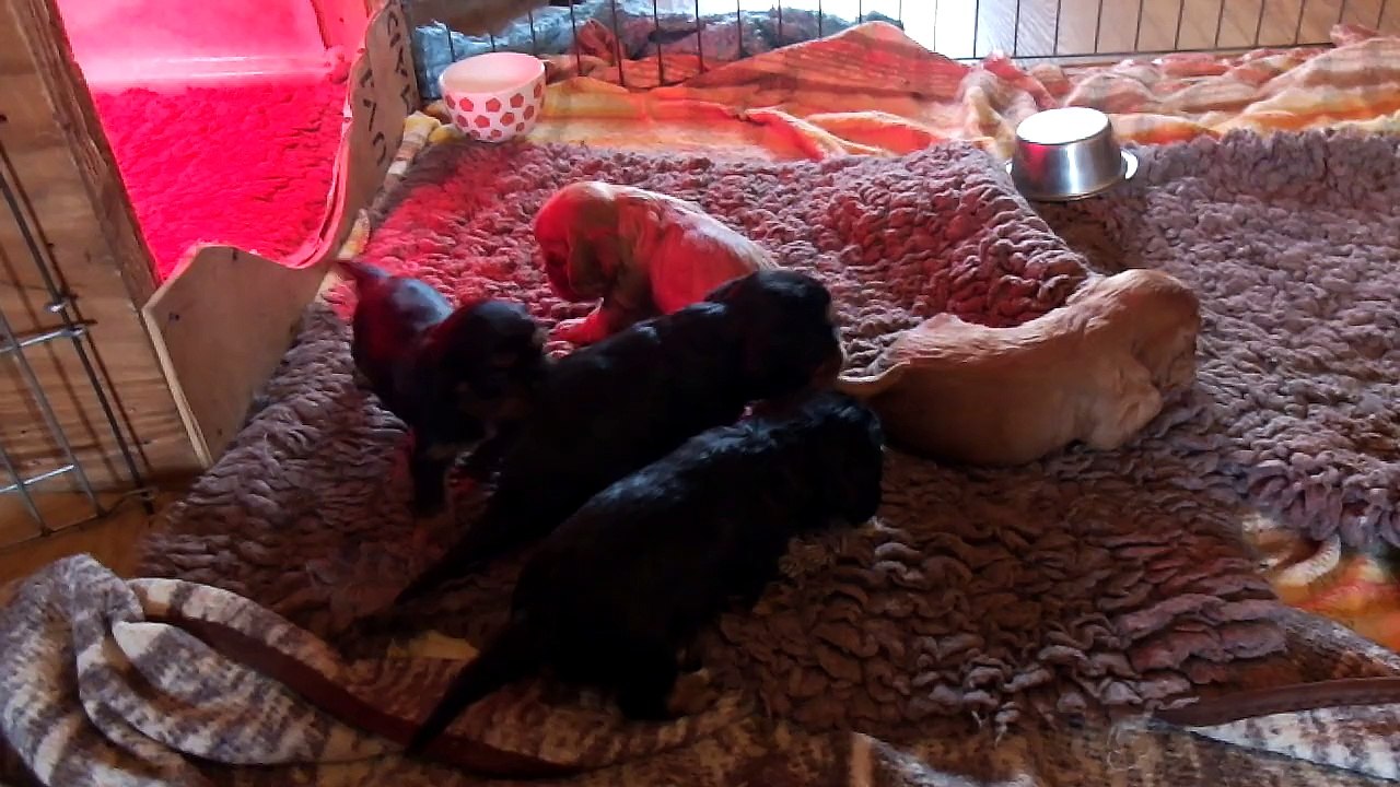 chiots
