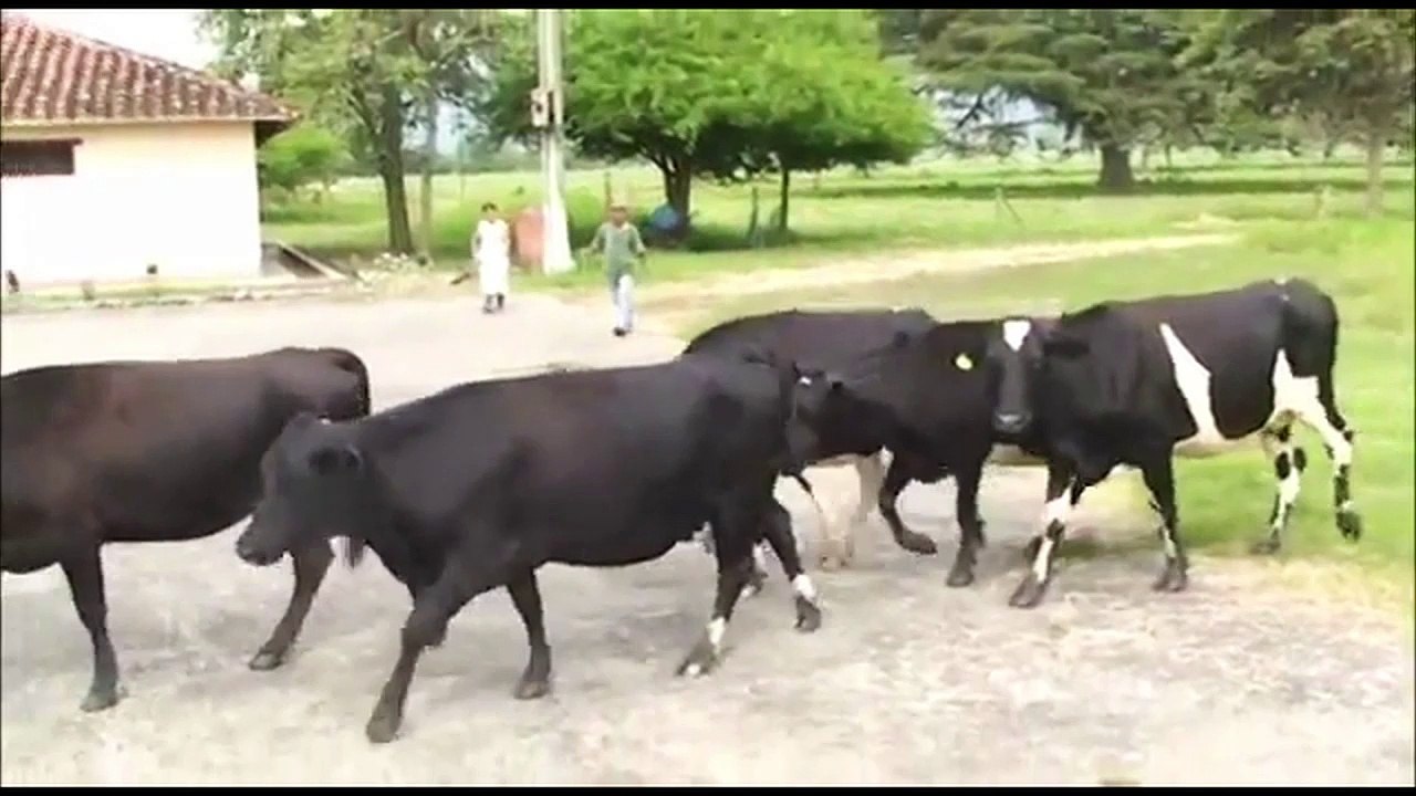 Ley Ganadera