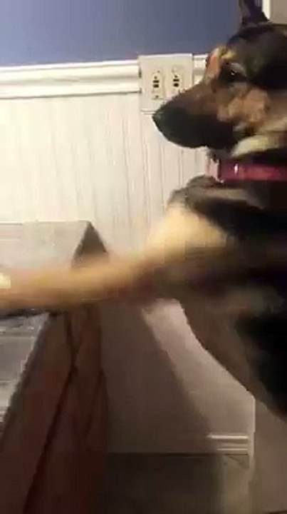 Comme chien et chat... jeu de mains jeu de vilains