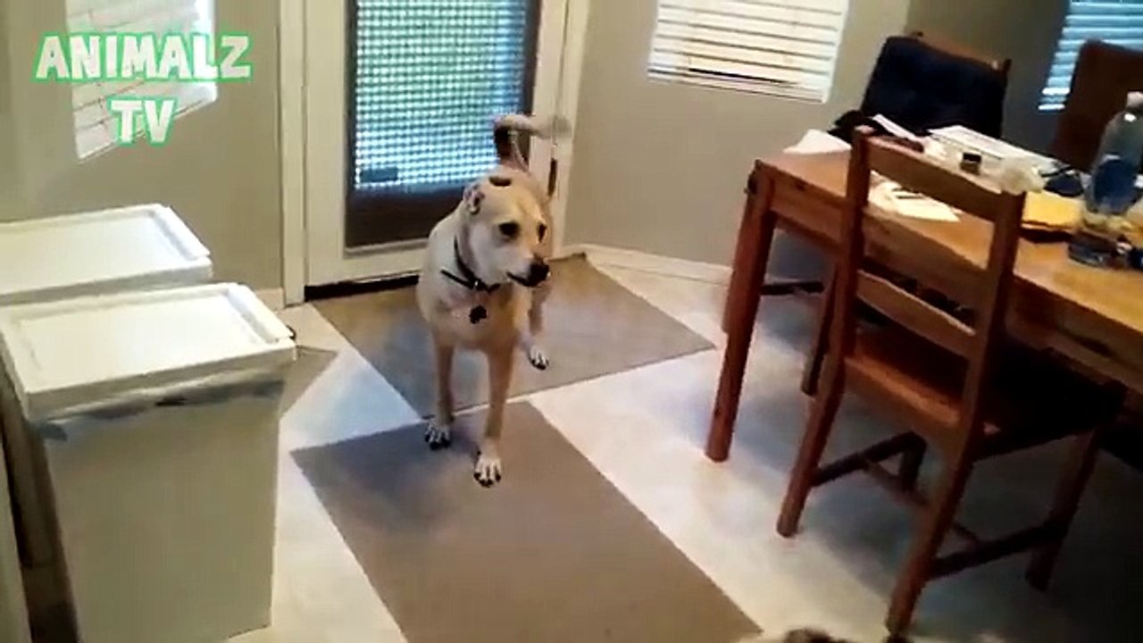 Funny And Cute Pets Long Compilation June 2015 [Full HD 1080p VIDEO]