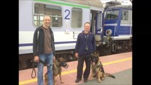 Fokus pies przewodnik komenda pociąg/german shepherd command train