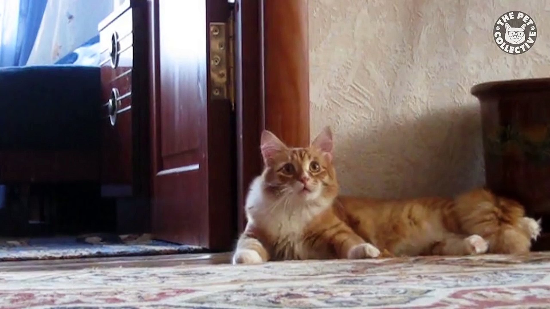 Stage Pets || Funny Pet Compilation