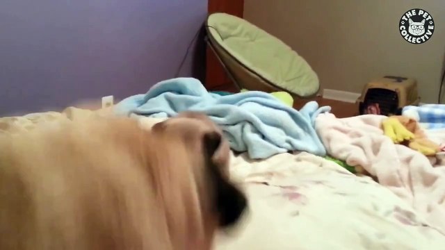 Silly Pugs || Funny Puppy Compilation