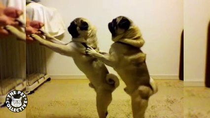 Pug Lyfe || Funny Pug Compilation