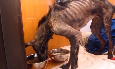 Starving Dogs - Creepypasta