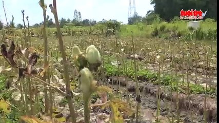 Làng rau lao đao vì thiếu nước