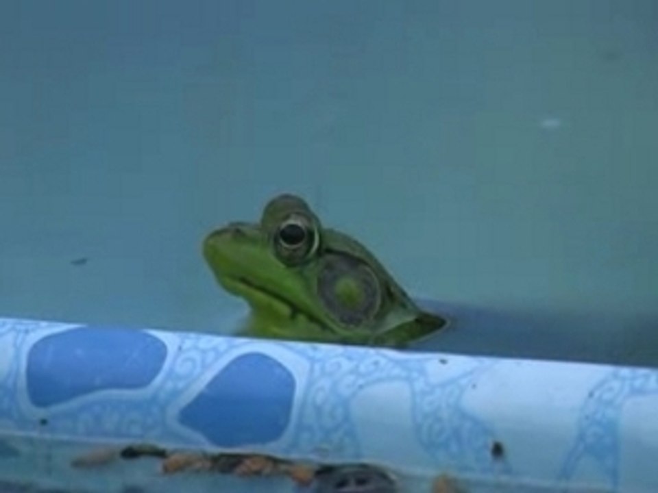Frog