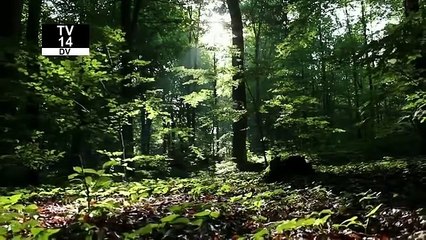 Crime Documentary - Twisted - Bus Stop Killer