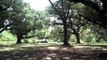 Living Oak Trees in City Park, New Orleans