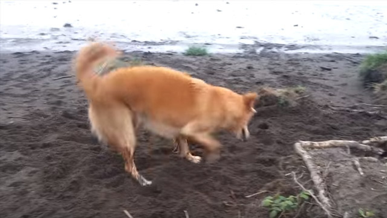 Dog's Adorable Reaction To Being Allowed To Play In The Mud For First Time