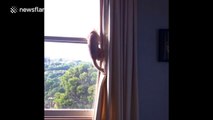 Kitten looks like it's doing pull-ups on window frame